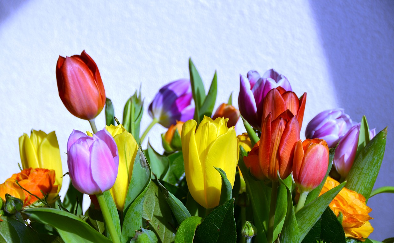 tulips happy background free photo