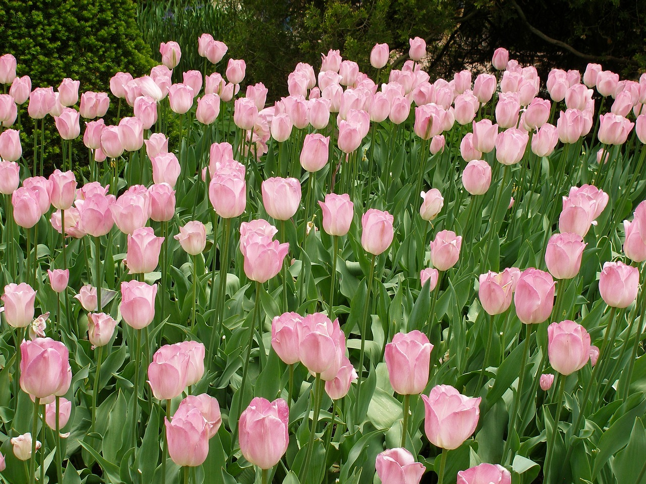 tulips flowers floral free photo