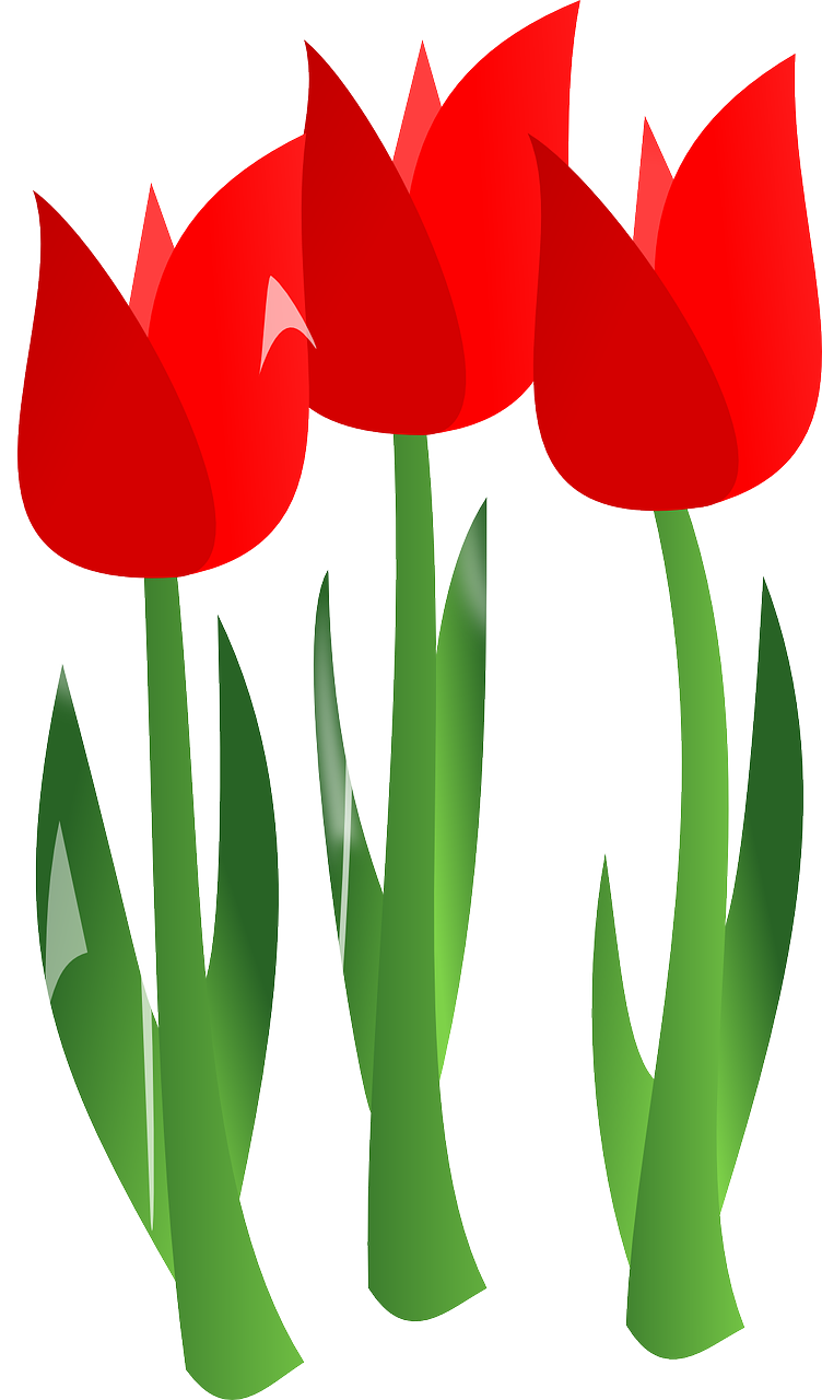 tulips flowers red free photo