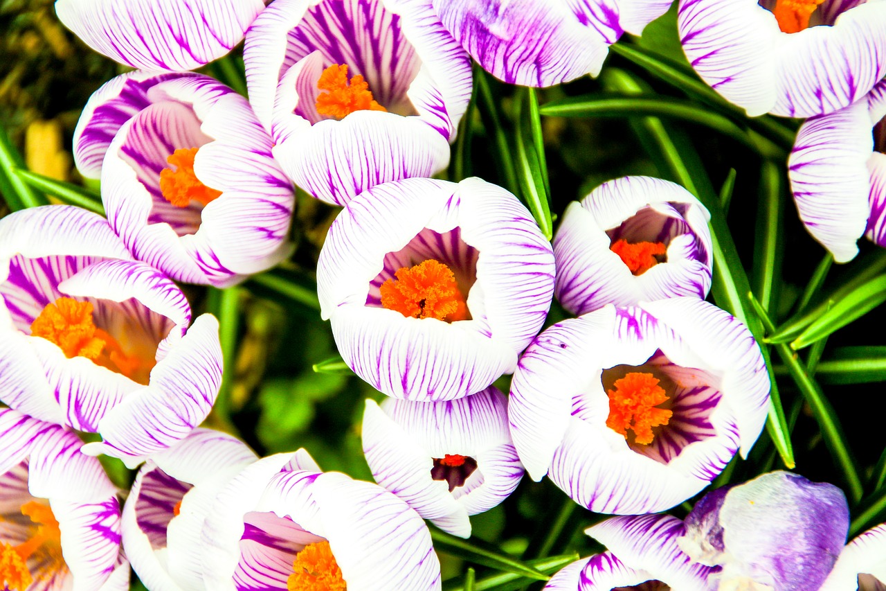 crocus flower purple free photo