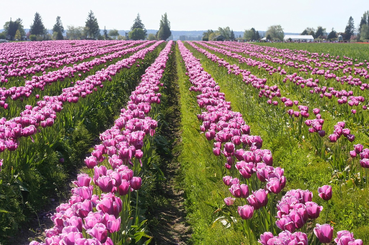 tulips purple field free photo