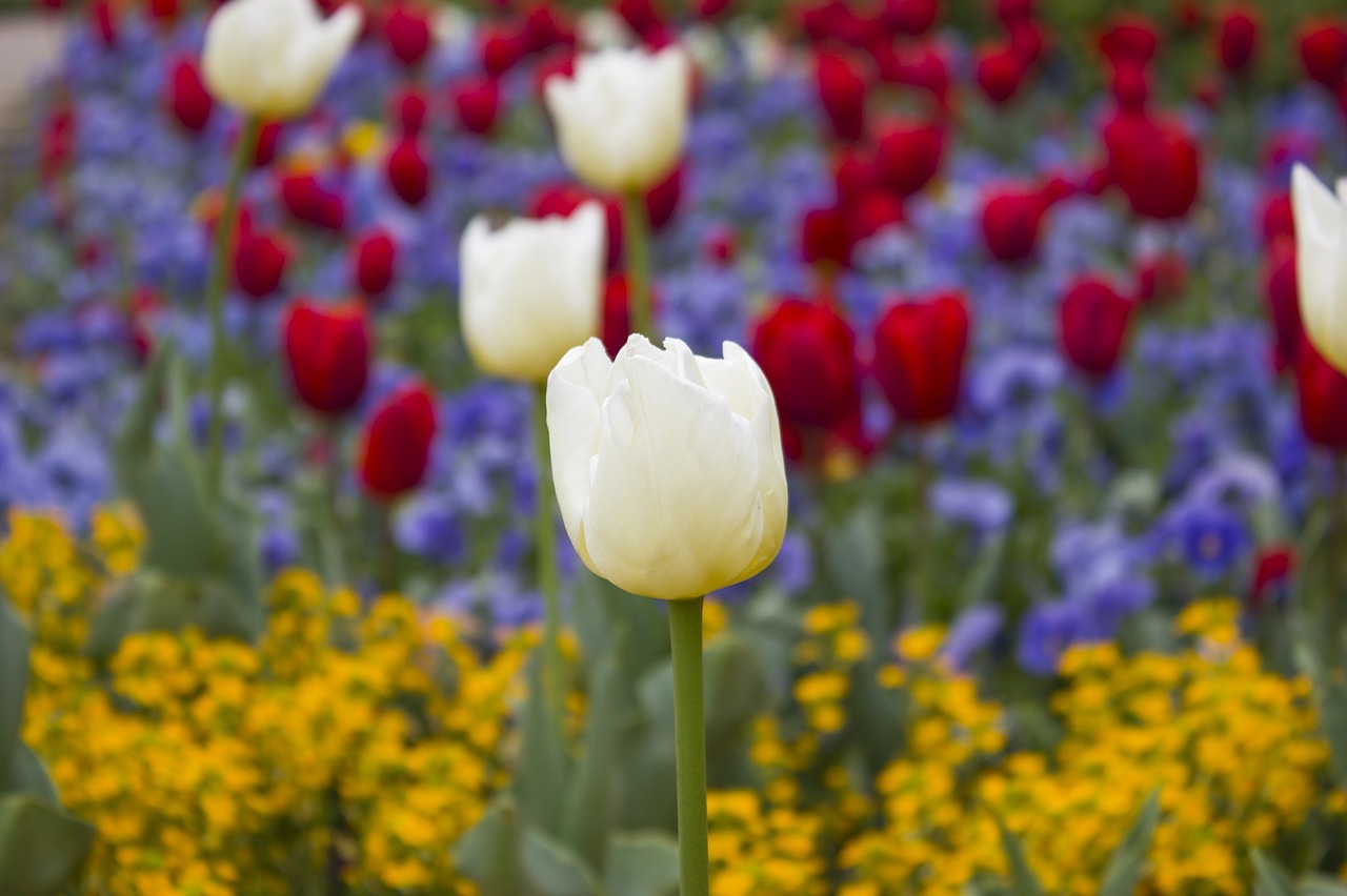 tulips blooms blossoms free photo