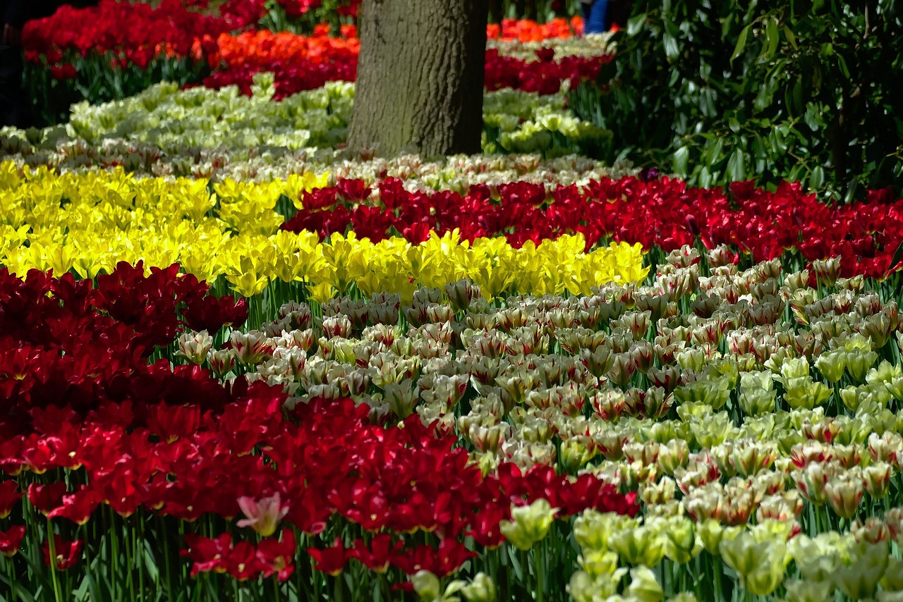 tulips garden blooming free photo