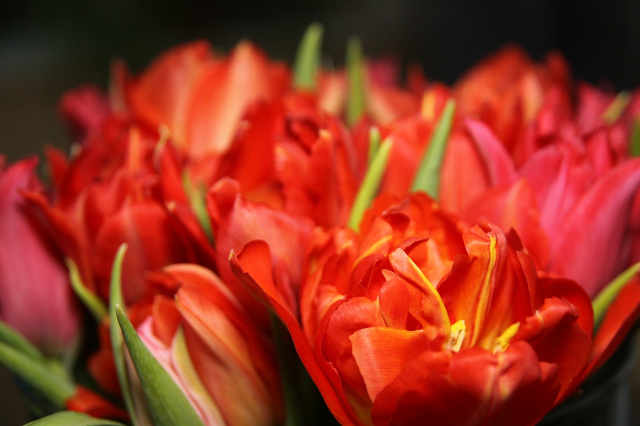 tulips flowers red free photo