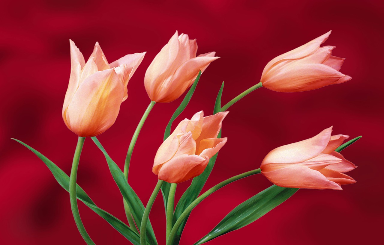 tulips garden plant free photo