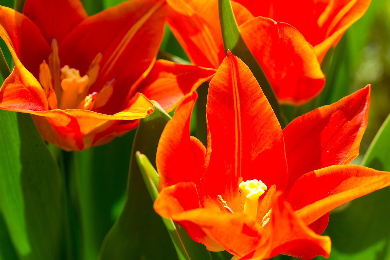 tulips flowers orange free photo