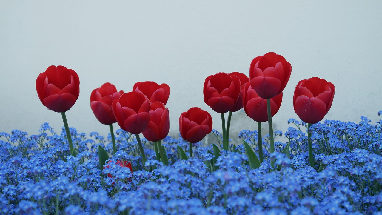 tulips forget me not flowers free photo