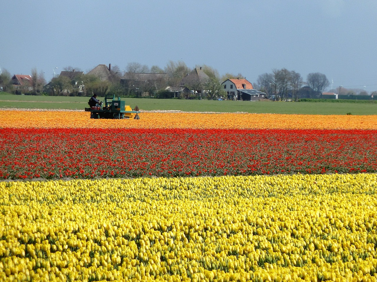 tulips holland bulbs free photo