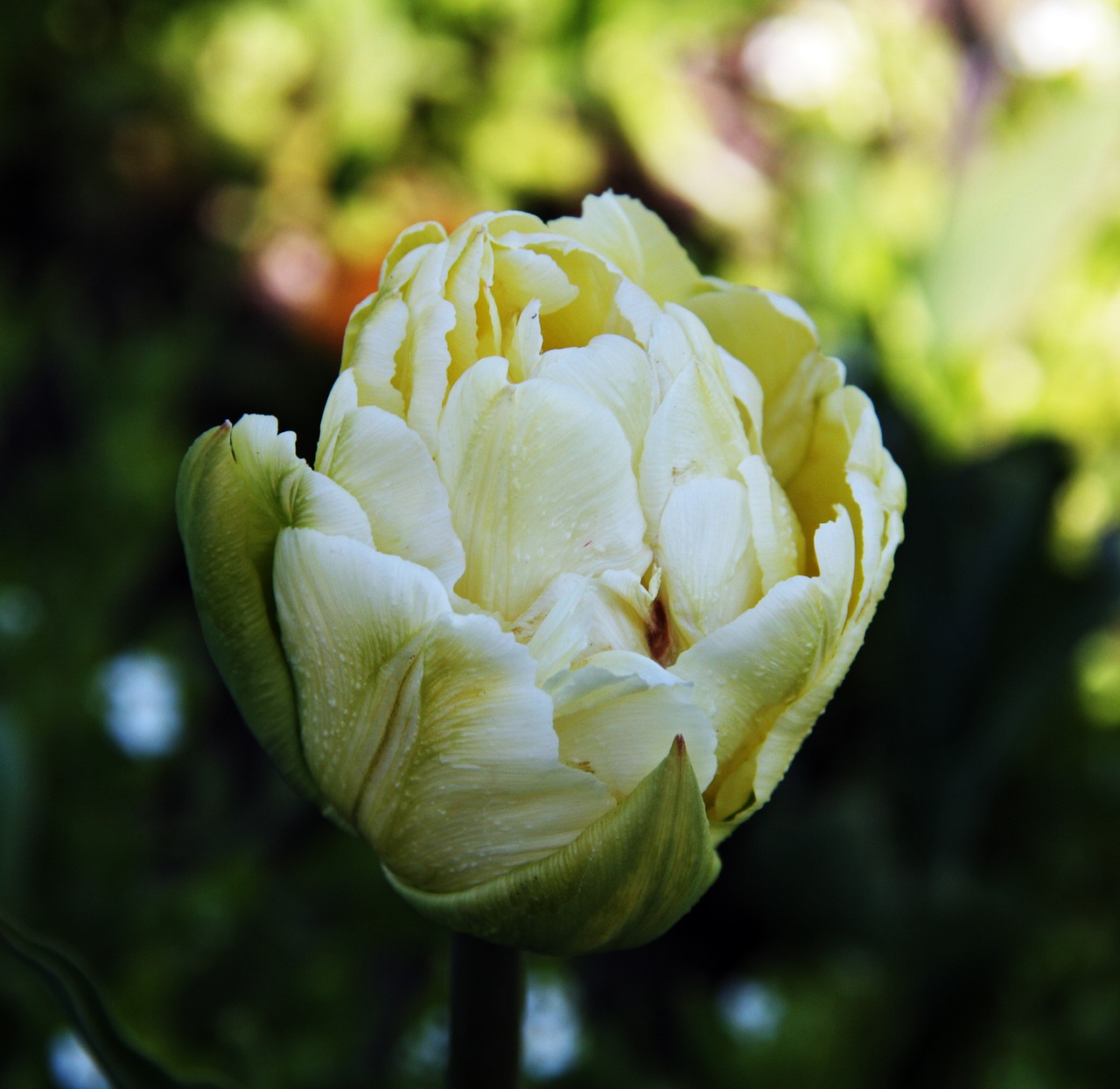 tulips yellow flowers free photo