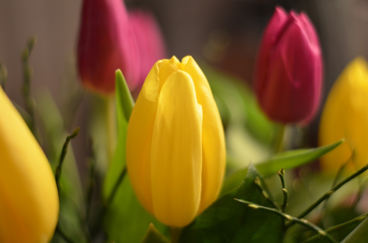 tulips flowers red free photo