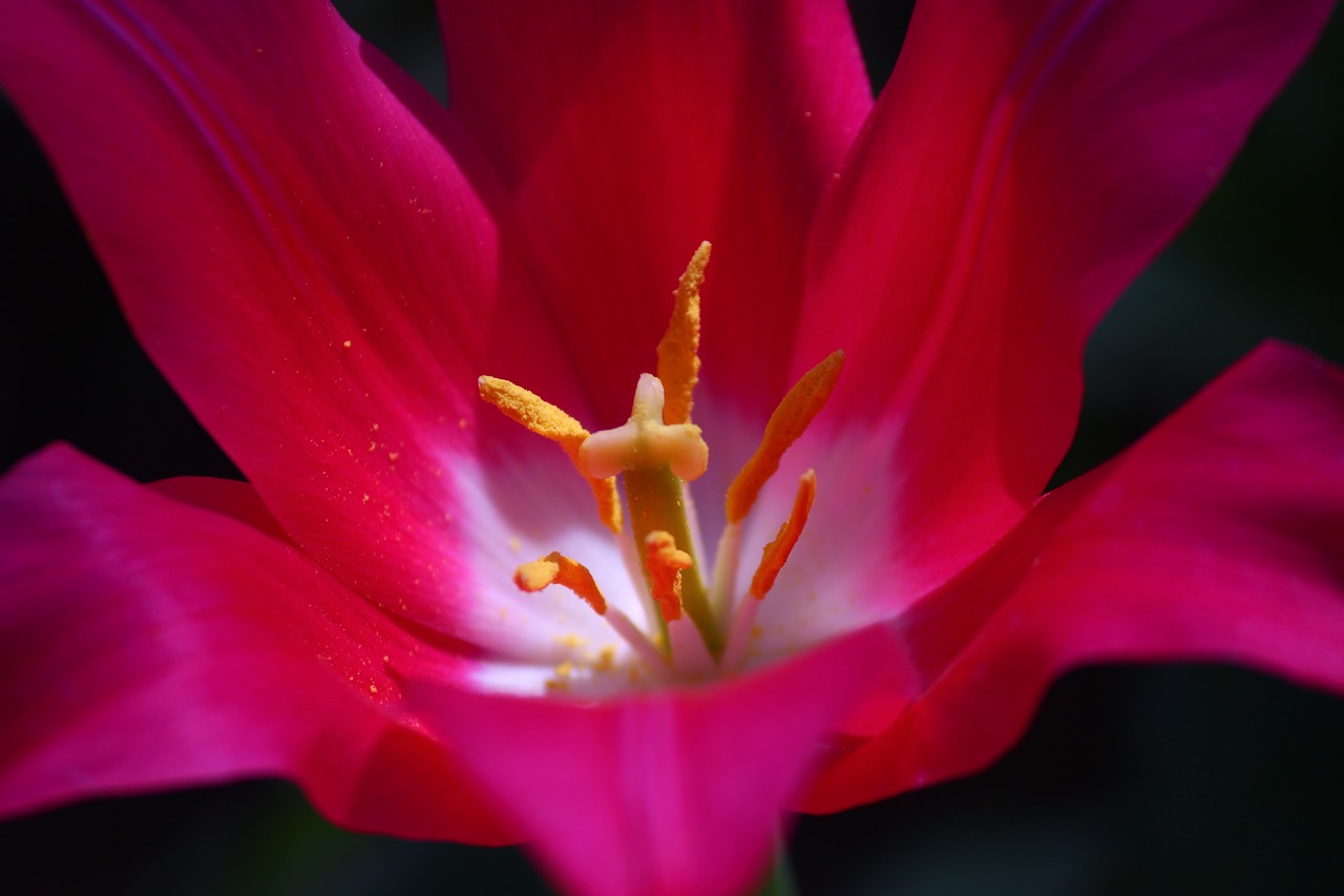tulips flower konya free photo