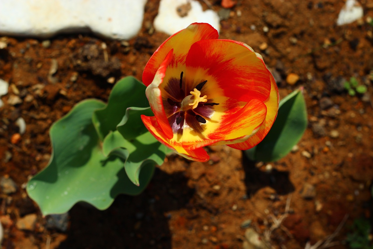 tulips flower konya free photo