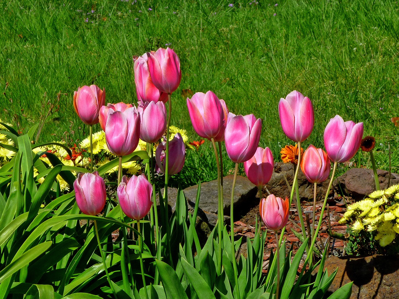 tulips pink tulips garden free photo