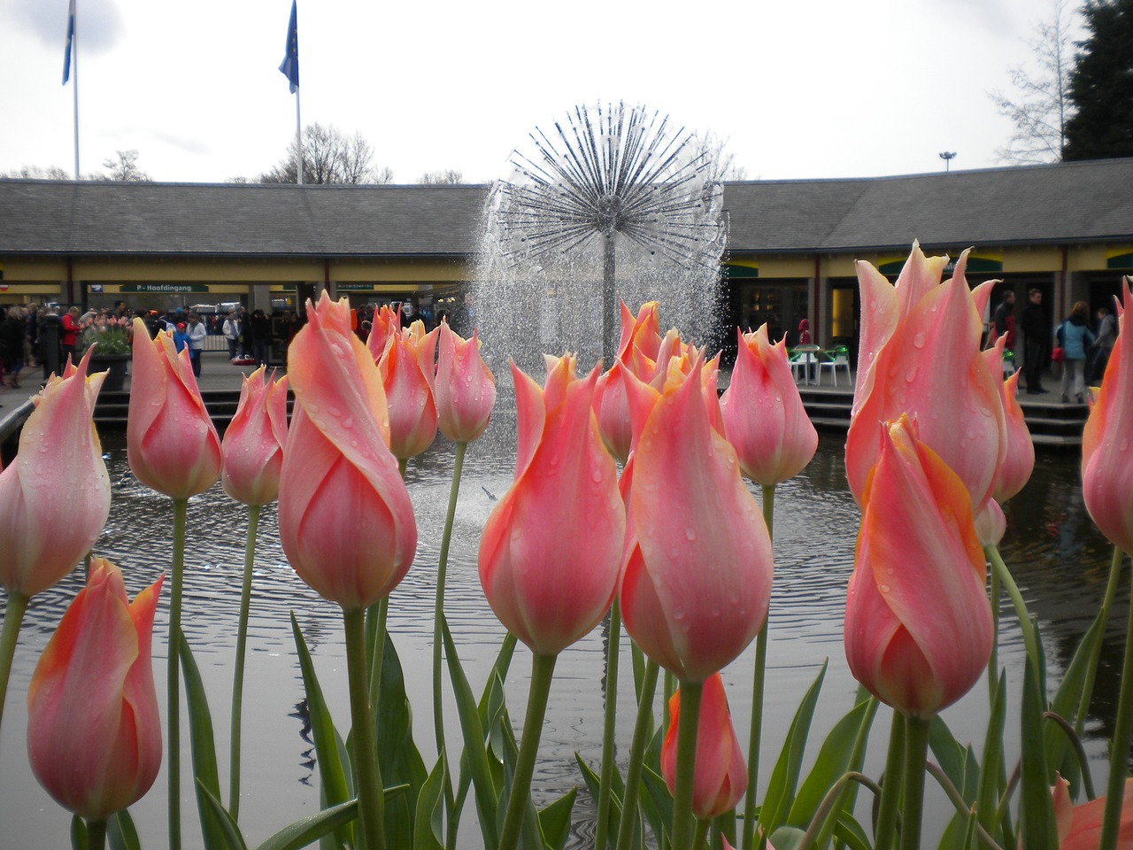 tulips flowers fountain free photo