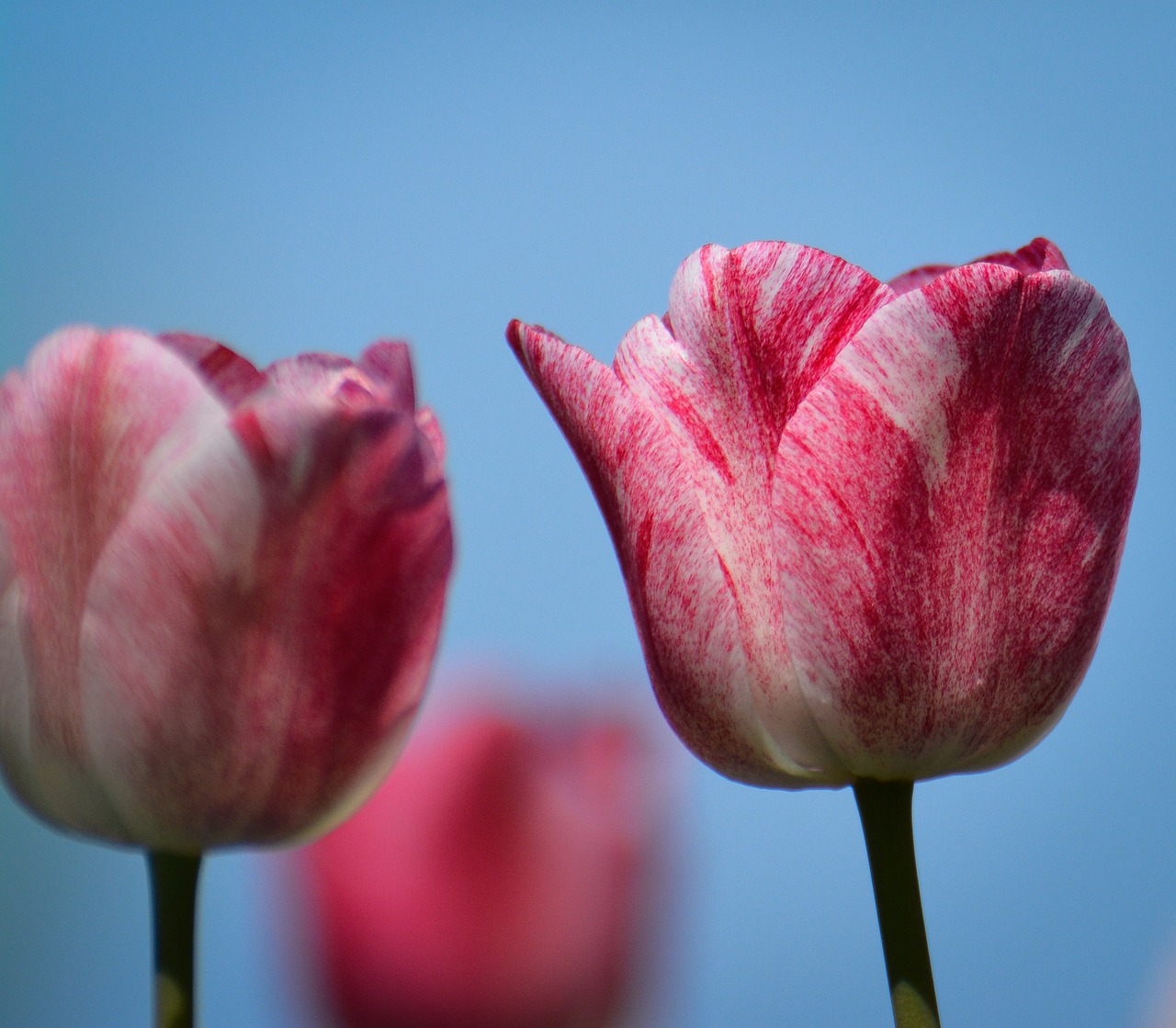 tulips flower holland free photo