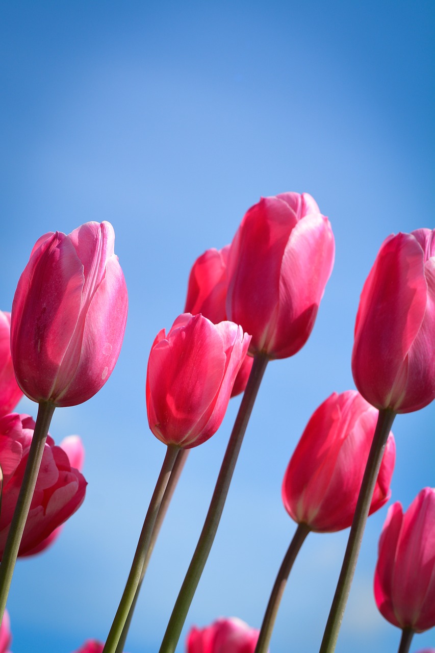 tulips flower holland free photo