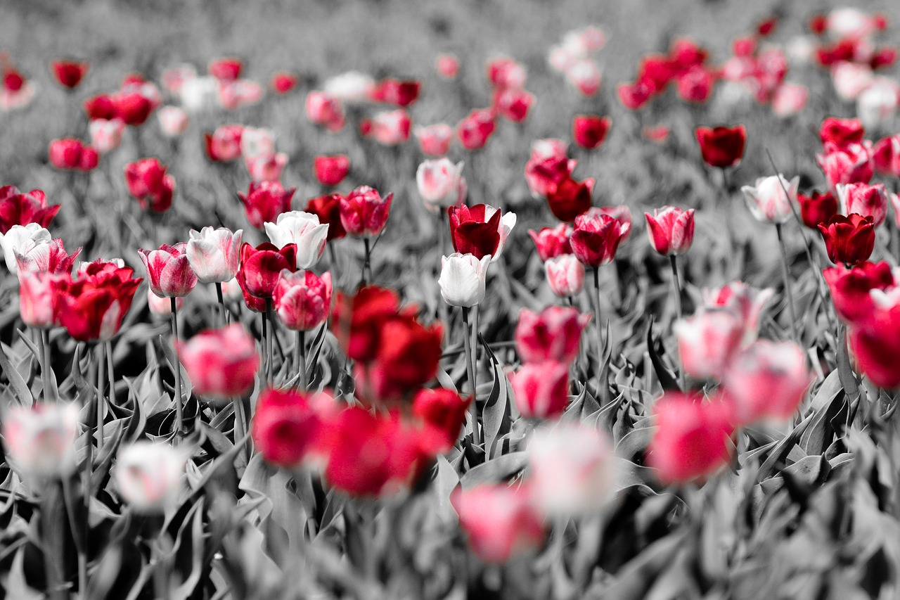 tulips flower holland free photo