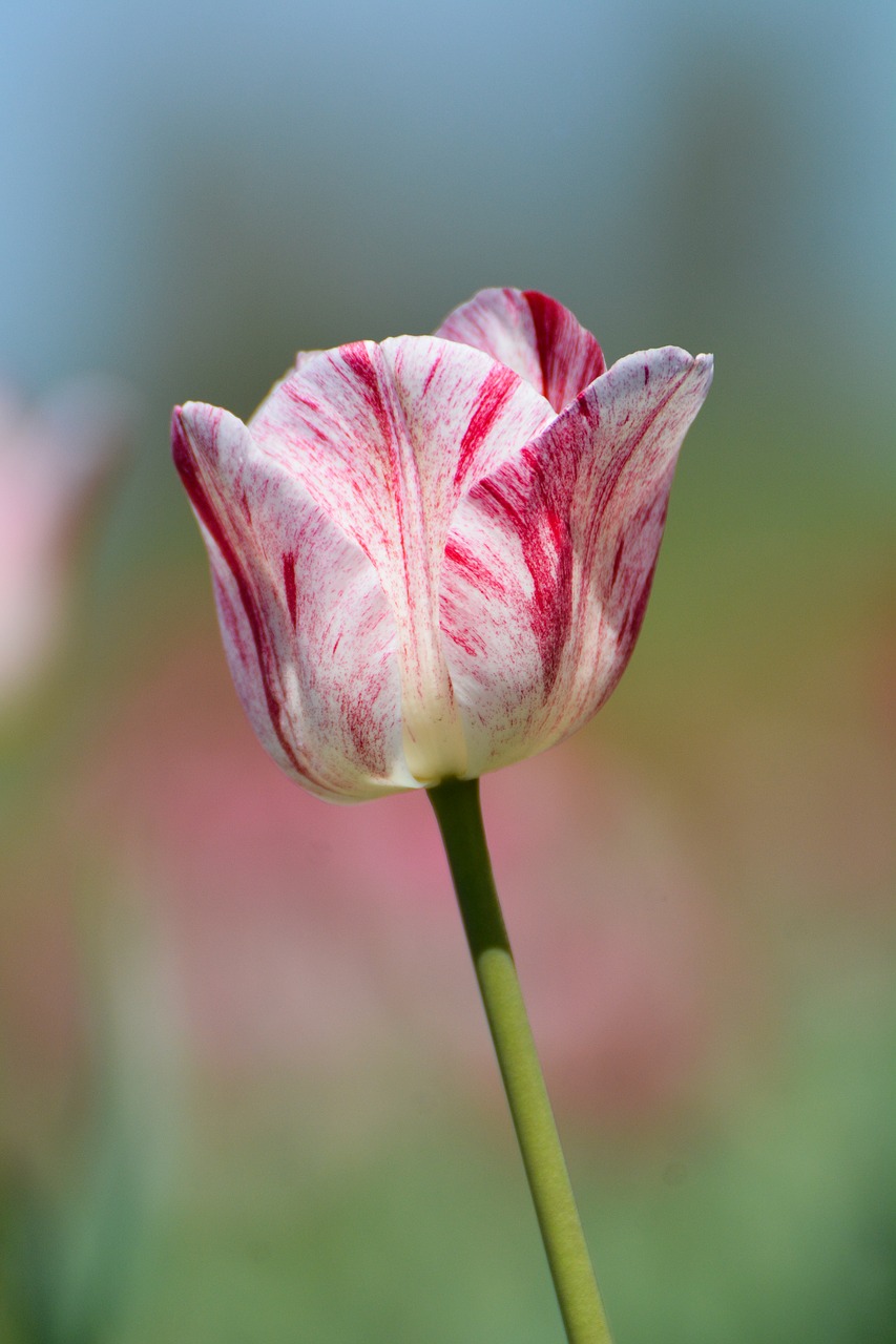 tulips flower holland free photo