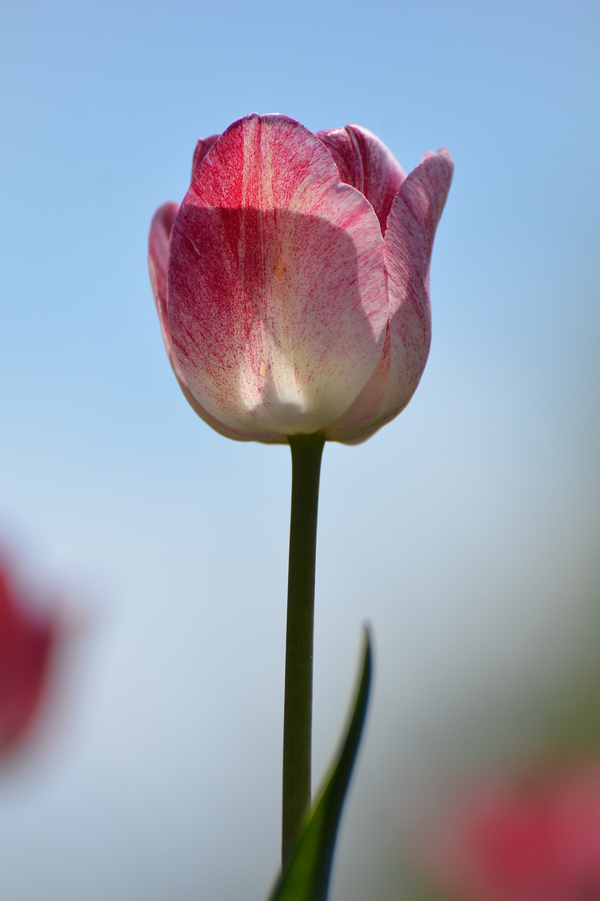 tulips flower holland free photo