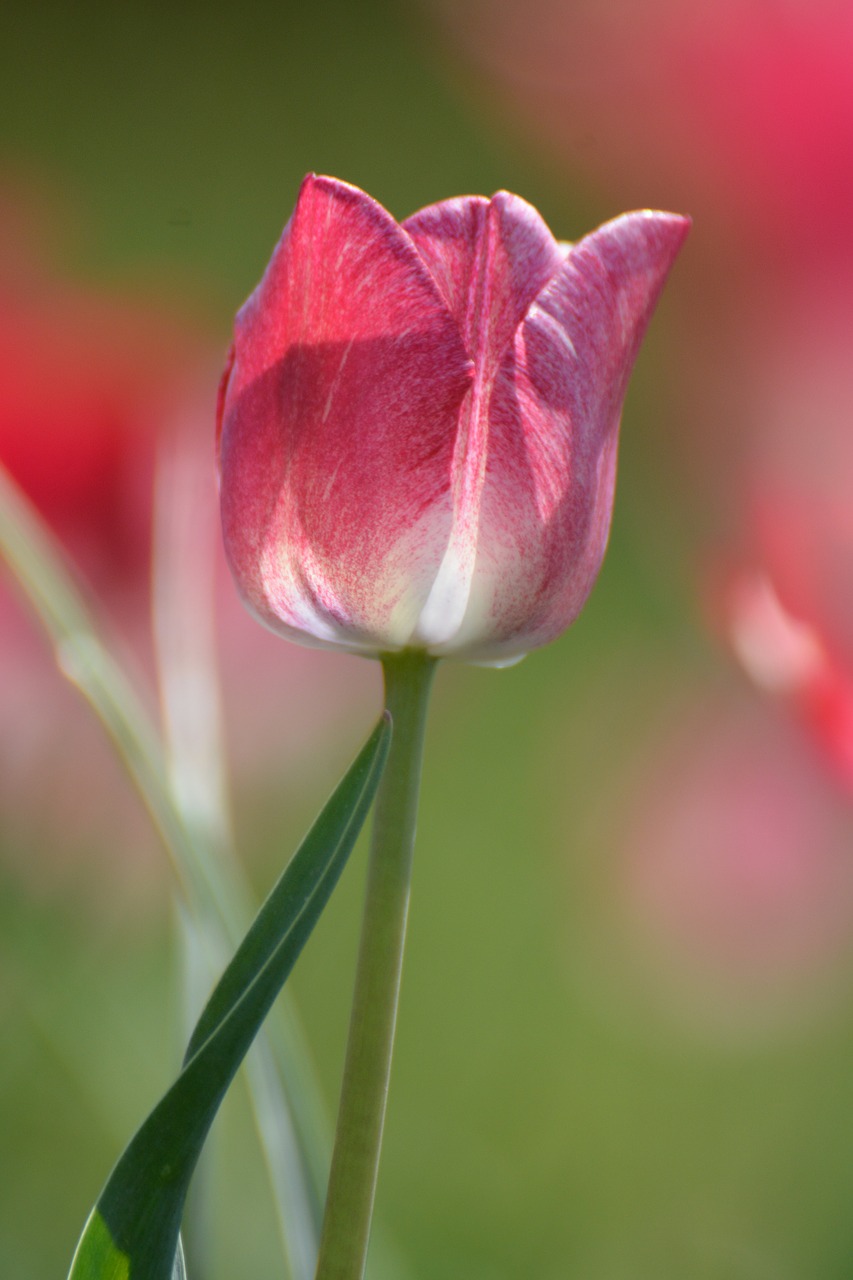 tulips flower holland free photo