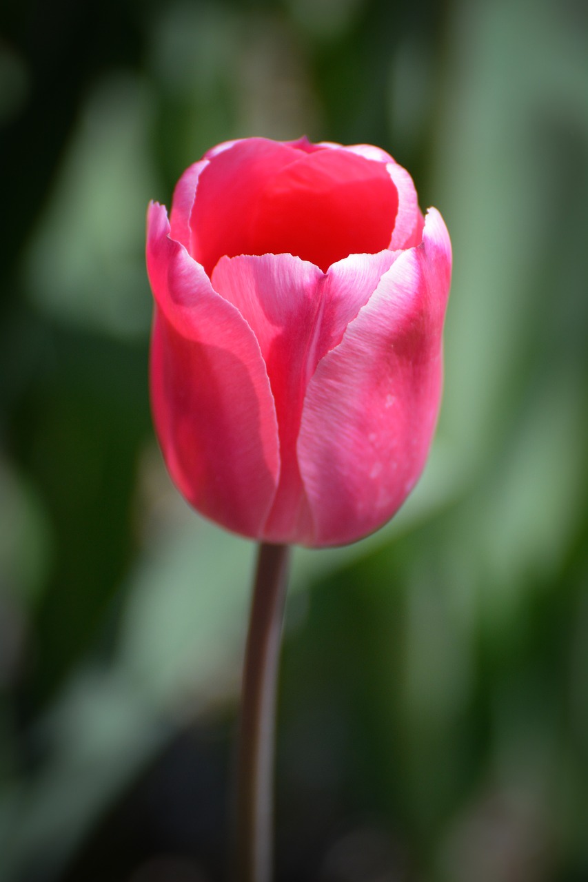 tulips flower holland free photo