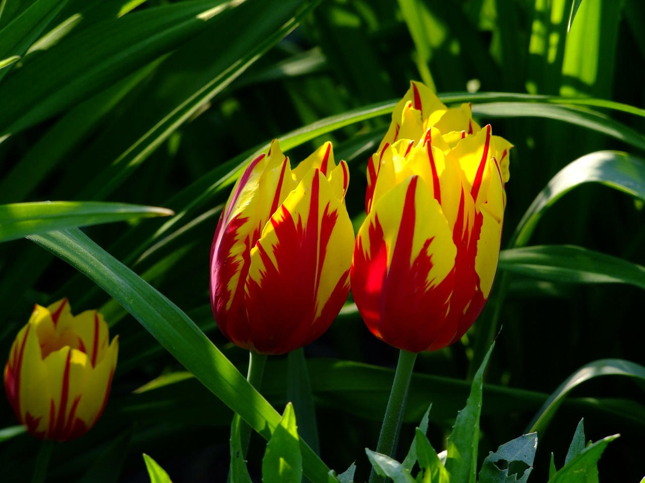 tulips tulip bed flowers free photo