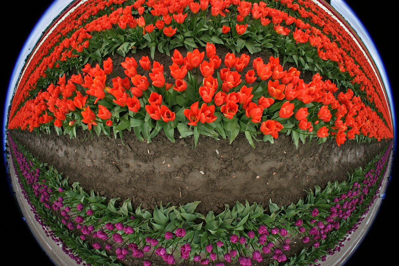 tulips flowers fish eye free photo