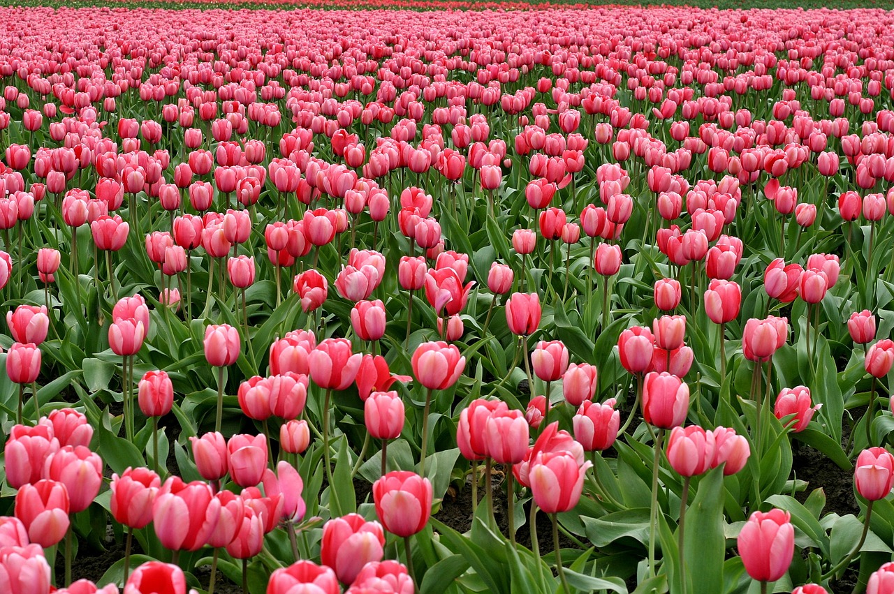 tulips flowers fish eye free photo