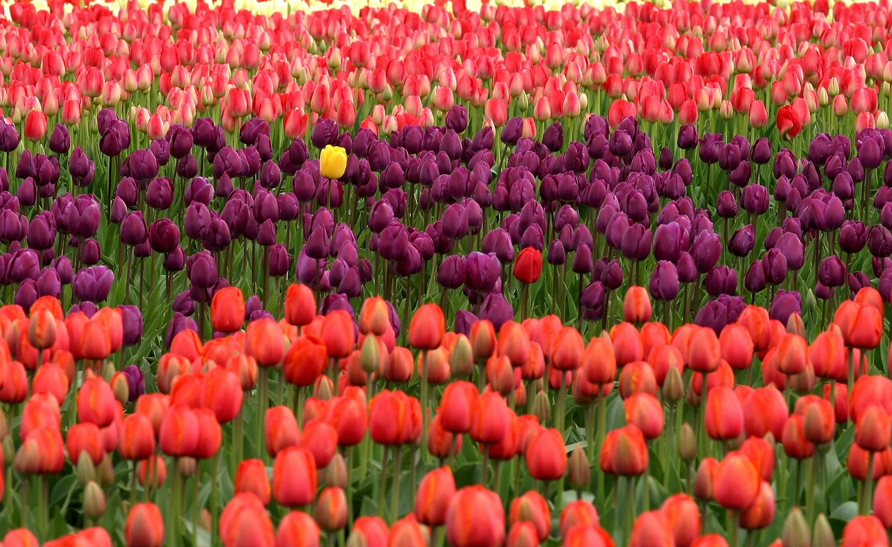 tulips flowers red free photo