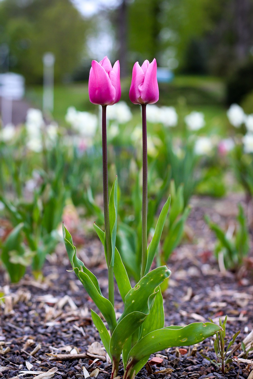 tulips flowers blossom free photo