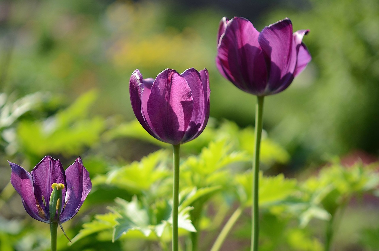 tulips flower plant free photo