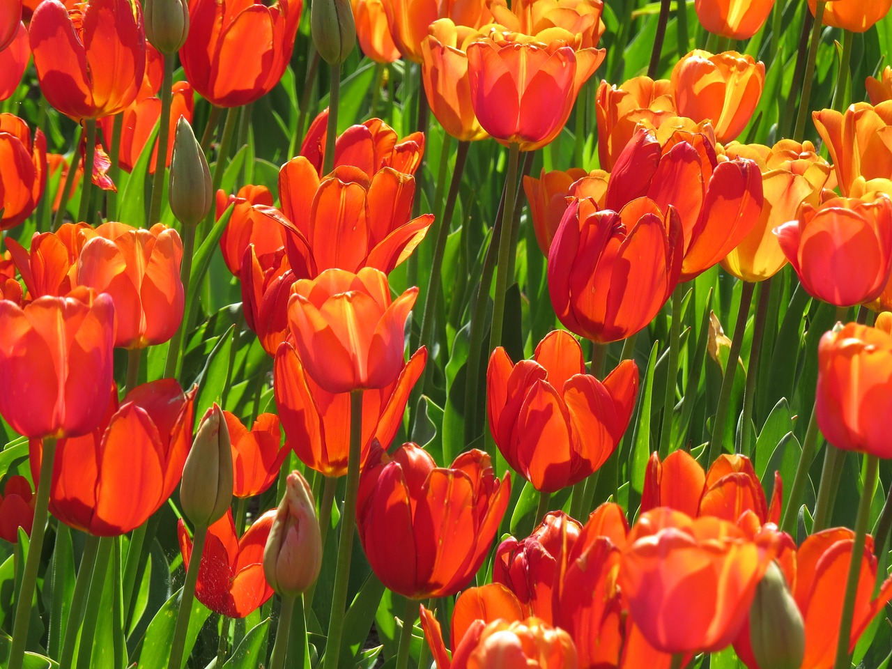 tulips red flower free photo