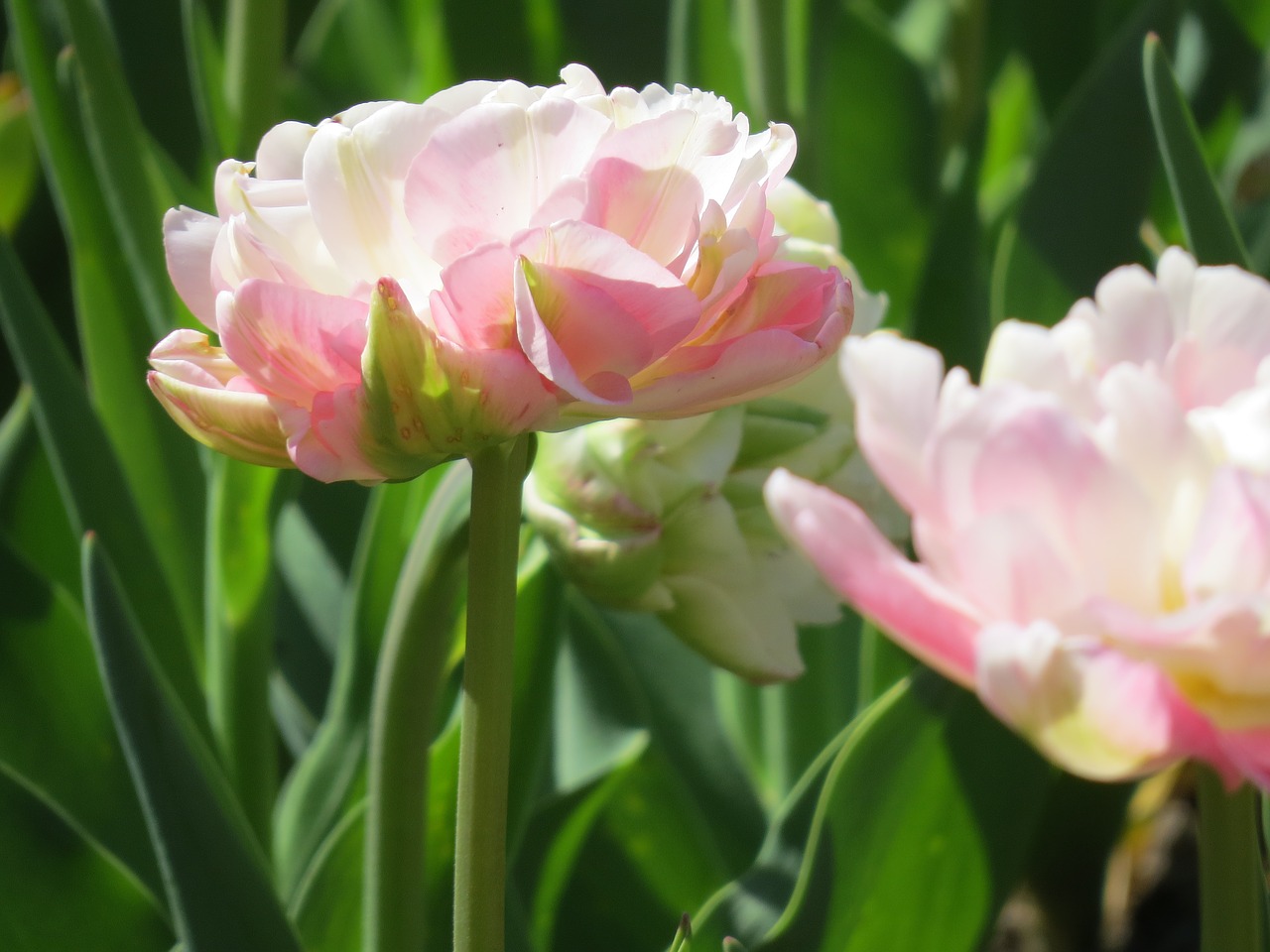 tulips pink blossomed free photo