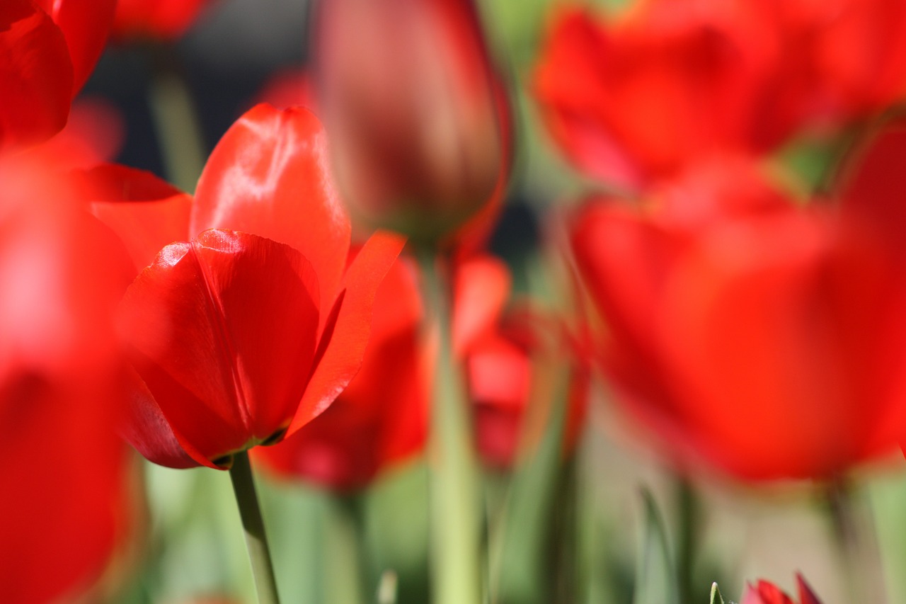 tulips tulip flower free photo