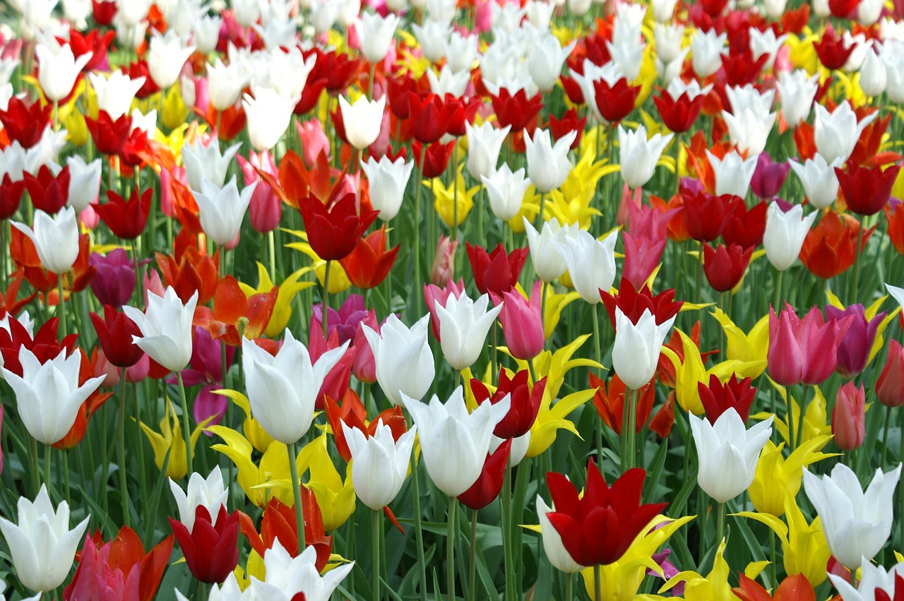 tulips holland spring free photo