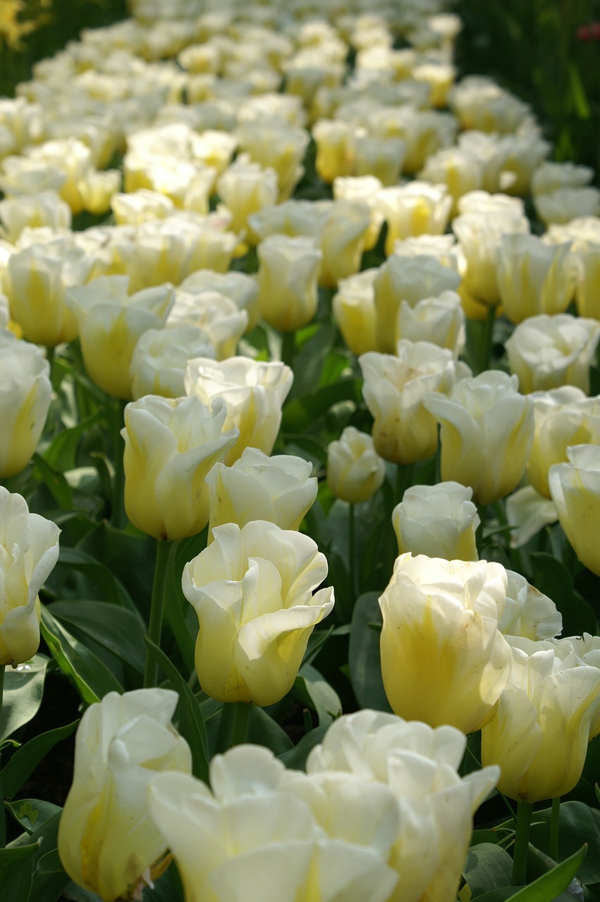 tulips holland spring free photo