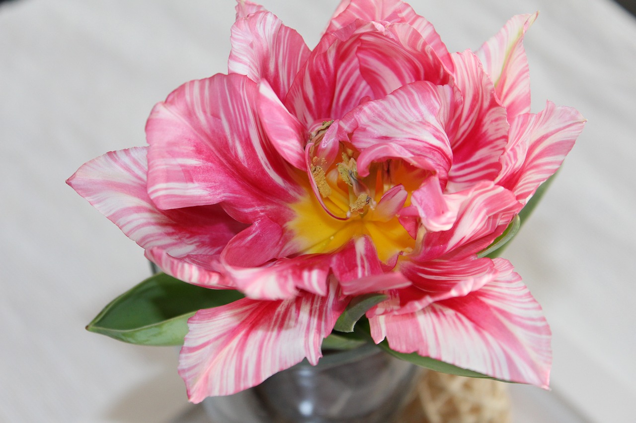 tulips flower table decorations free photo