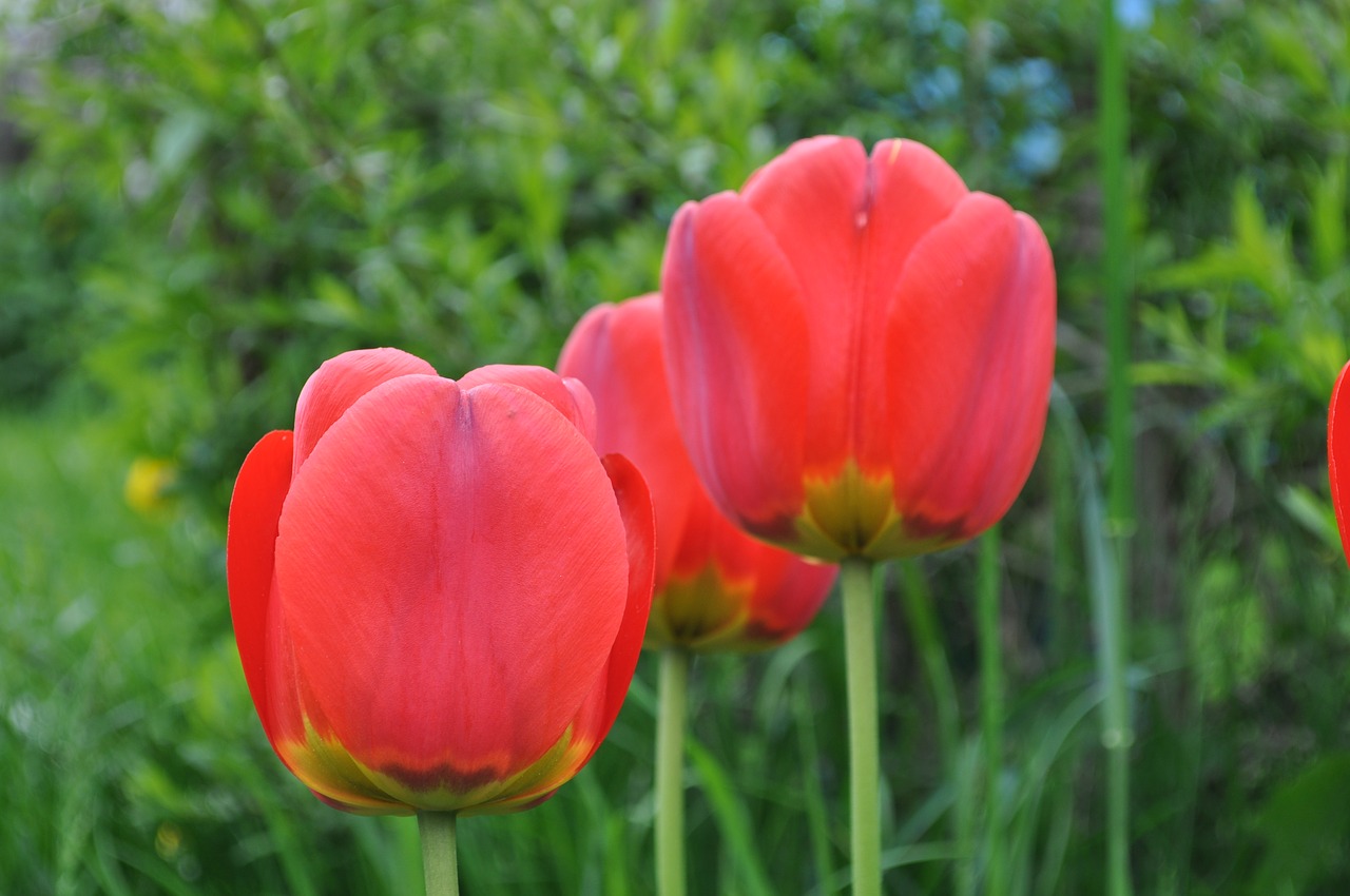 tulips red flowers free photo