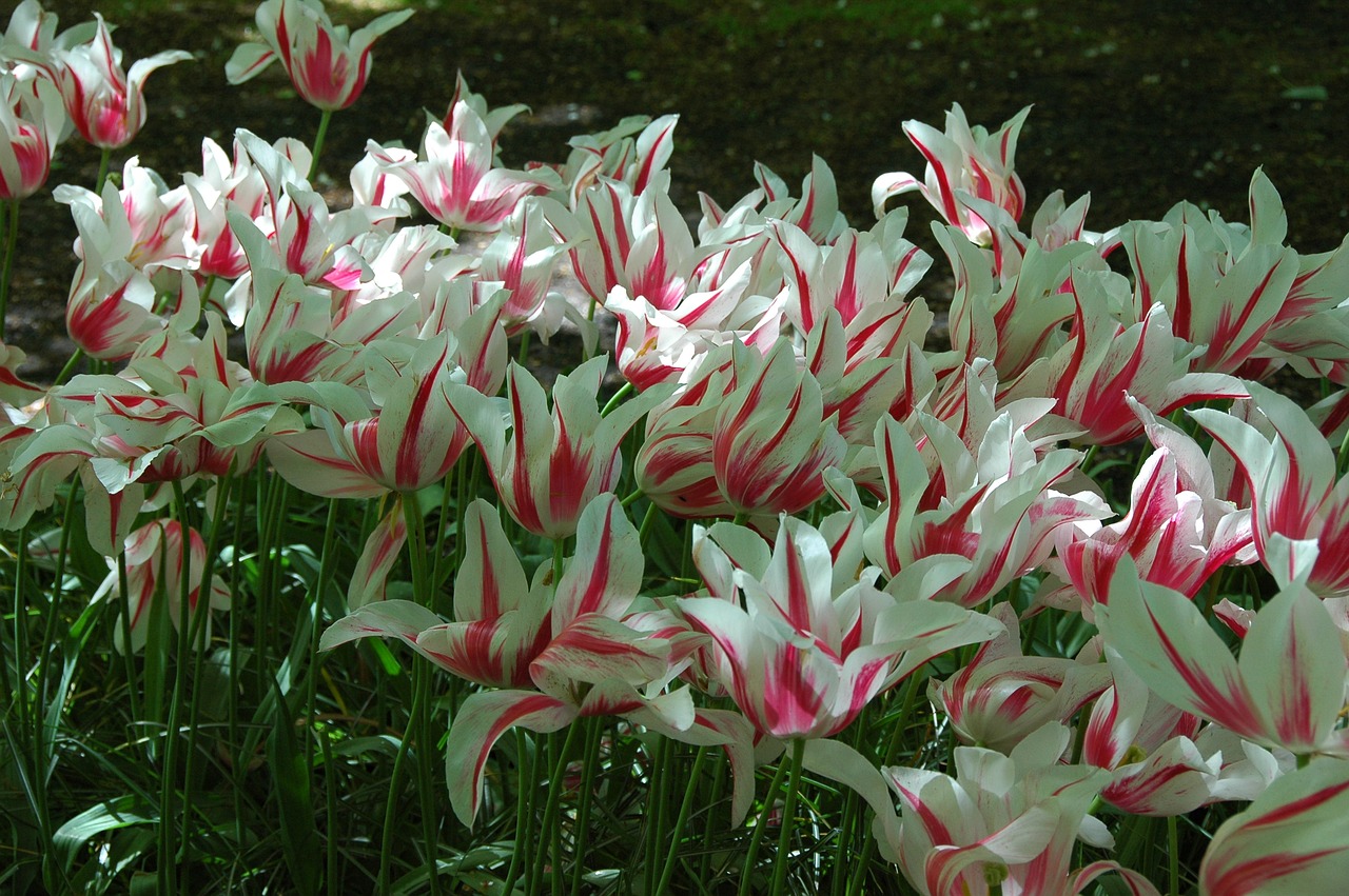 tulips flowers holland free photo