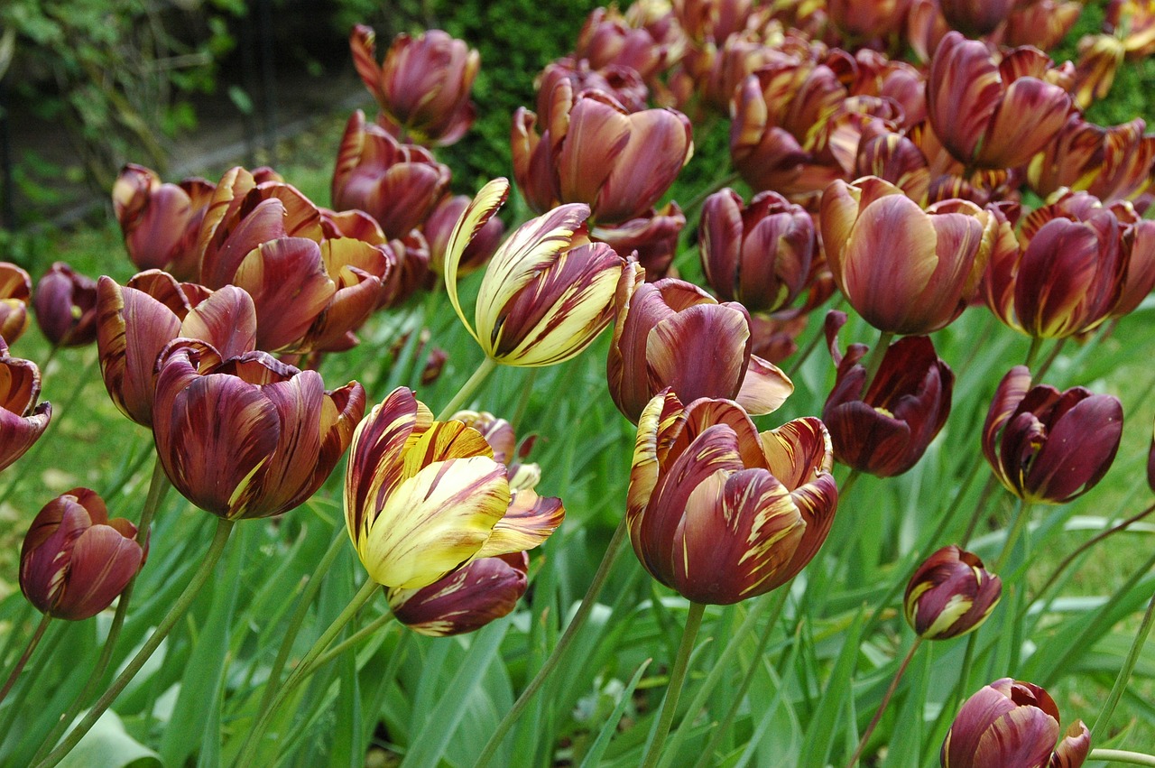 tulips tulip flowers free photo