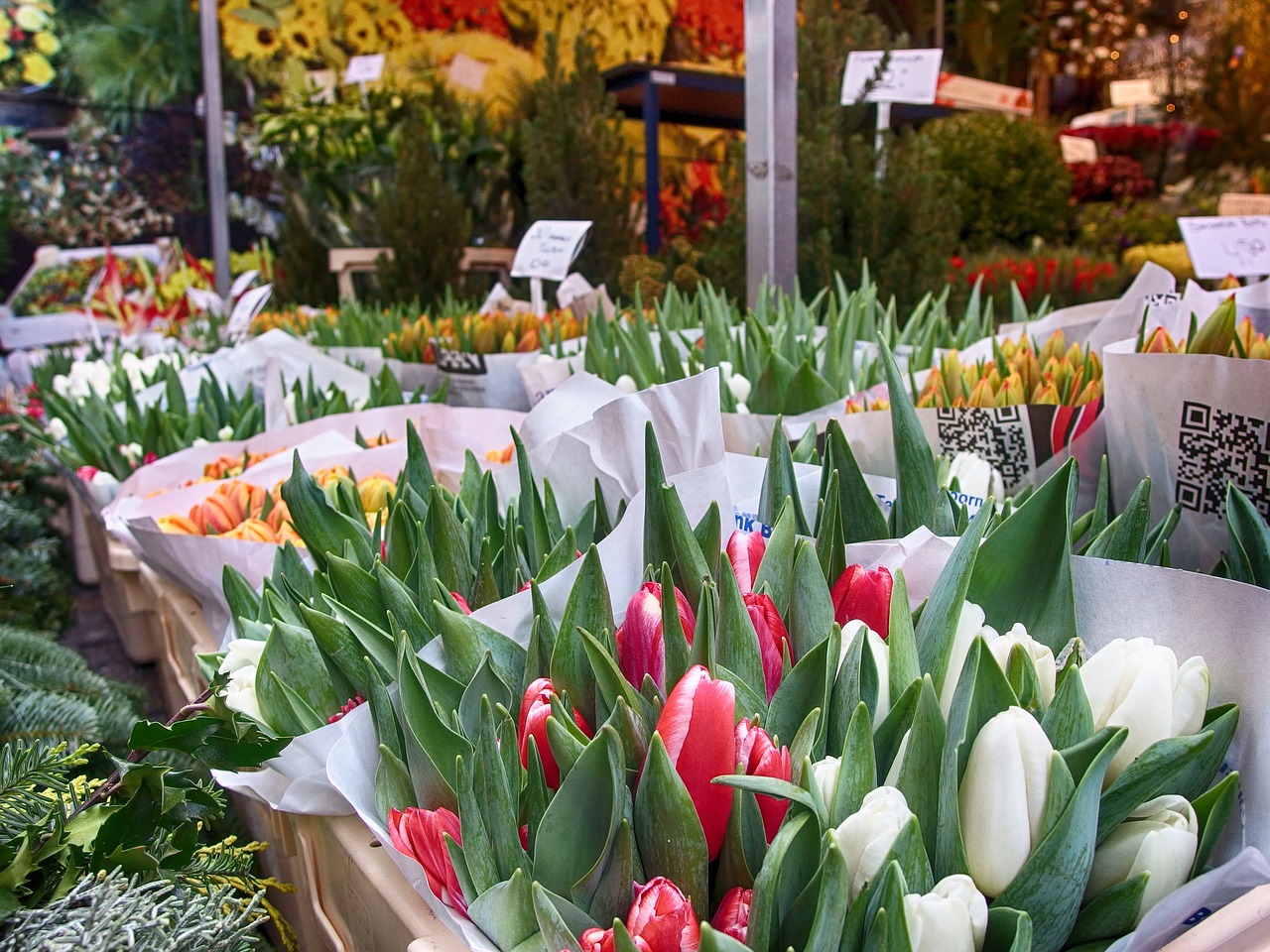 tulips amsterdam flowers free photo