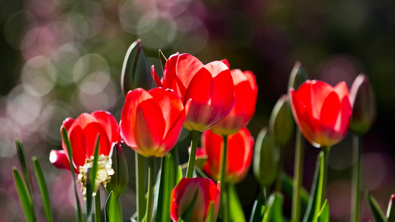 tulips flowers spring free photo