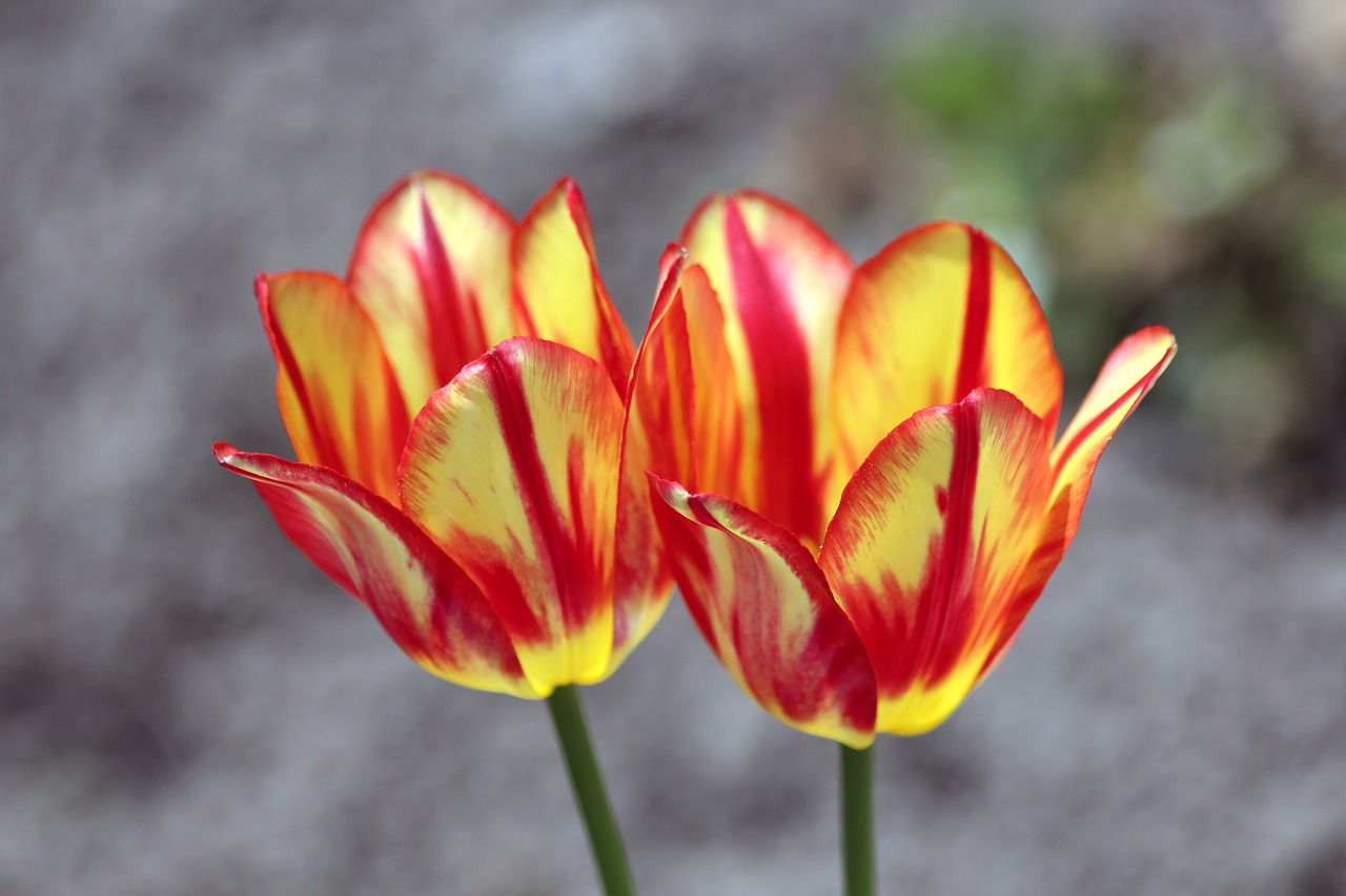 tulips flowers handsomely free photo