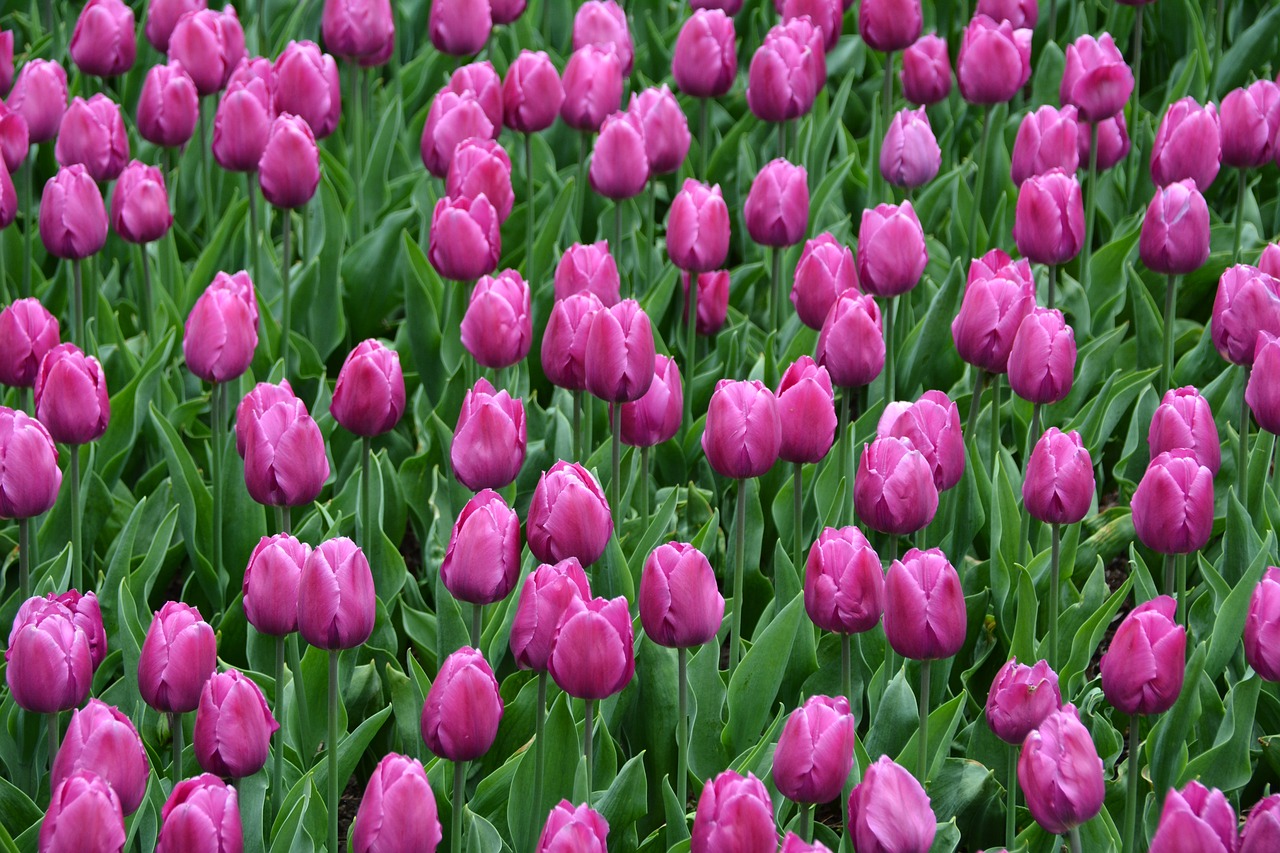 tulips magenta spring free photo