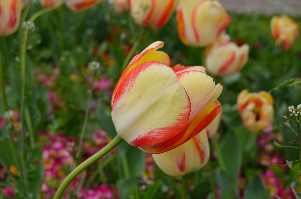 tulips istanbul tulip festival free photo