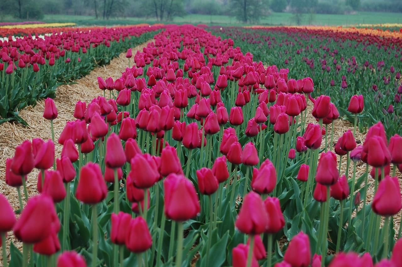 tulips flowers blooming free photo