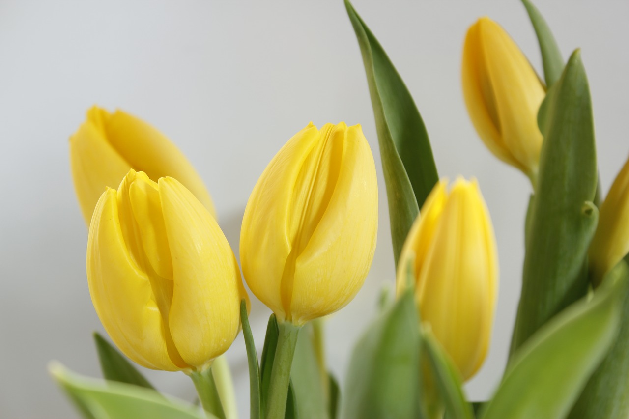 tulips spring flowers free photo