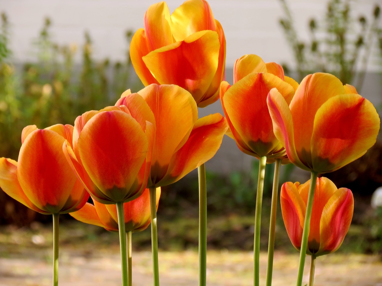 tulips tulpenbluete spring free photo