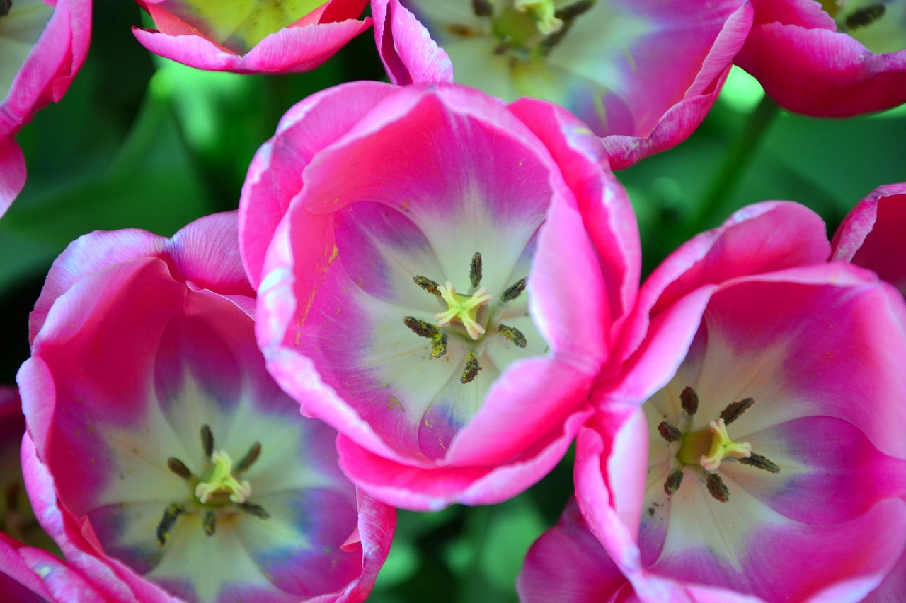 tulips plants nature free photo