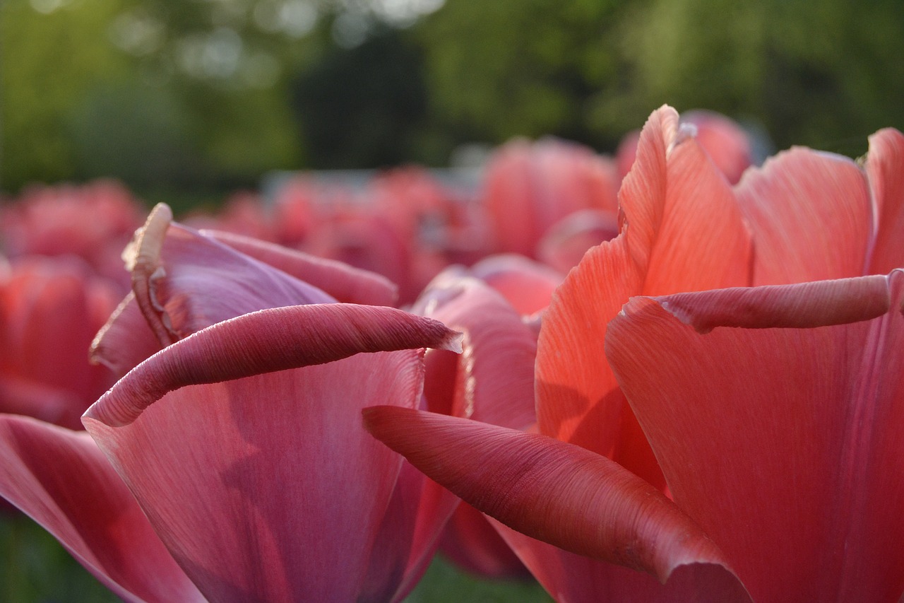 tulips flowers nature free photo